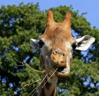 В США родился уникальный жираф без пятен — Сноб