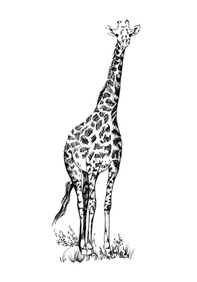 Жираф Над Облаками Это 3d Иллюстрация — стоковые фотографии и другие  картинки Жираф - Жираф, Облако, Животное - iStock