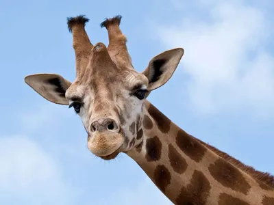 жираф милое мультяшное животное PNG , жираф, Мультфильм, прекрасный PNG  картинки и пнг PSD рисунок для бесплатной загрузки