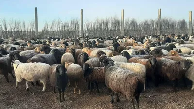 Зубной камень показал, когда в Евразии появилось молочное животноводство -  Индикатор