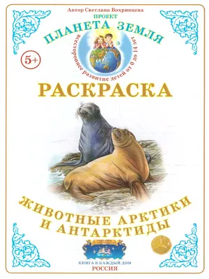 Занятие для старших дошкольников (аппликация, оригами): «Познакомьтесь-это  пингвины» | Мир Дошкольников