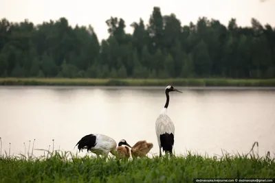 ХИНГАНСКИЙ ЗАПОВЕДНИК