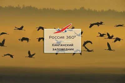 01-11 июня 2015 г. Хинганский заповедник. Часть 4. - Дневник наблюдений  птицДневник наблюдений птиц