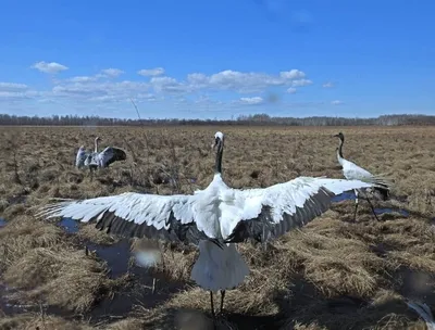 Утки-мандаринки и совы в приамурском заповеднике конкурируют за дуплянки -  РИА Новости, 25.08.2016