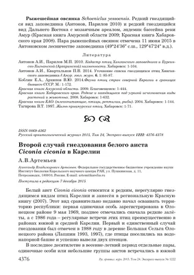 В Благовещенский округ залетела редкая таёжная птица — АМУР.Инфо