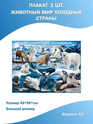 Животные холодных стран. Арктика и Антарктида - Лучшее - Страница 3.  Воспитателям детских садов, школьным учителям и педагогам - Маам.ру