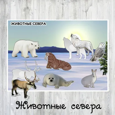 Животные Севера для детей (со звуками)! - YouTube