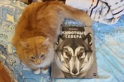 Животные Севера