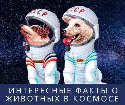 День космонавтики, животные в космосе. - круглосуточная ветеринарная  клиника «Doctor Vet» в Ленинском районе Саратова