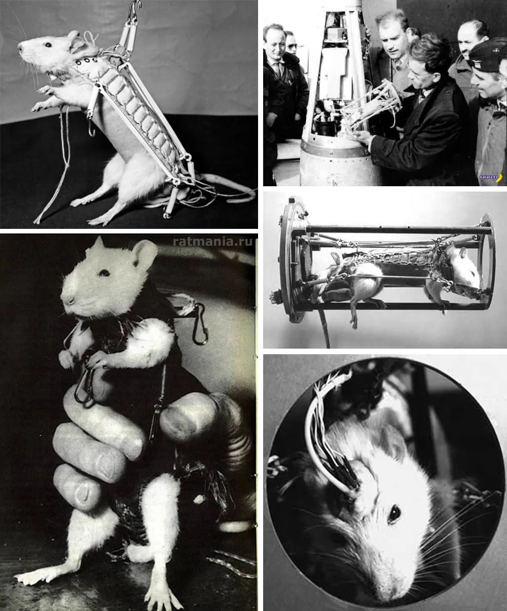 Животные которые летали в космос. Крысы Гектор Кастор и Поллукс в космосе. Крыса Гектор в космосе. Крыса Гектор первый французский астронавт 1961. Крысы и мыши в космосе.