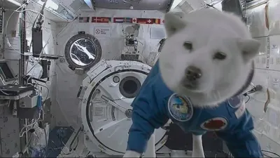 Космонавты наши меньшие: 5 знаменитых животных, которые побывали за  пределами Земли | Вокруг Света