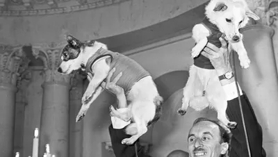 60 лет назад собаки Белка и Стрелка были отправлены в космос — и стали  частью истории | Posta-Magazine