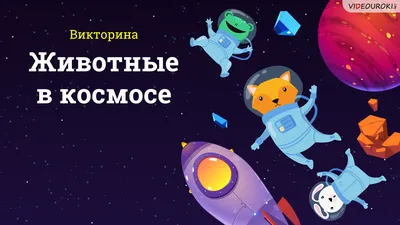 Что случилось с животными в космосе - история Лайки и Белки и Стрелки |  Сегодня