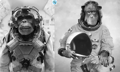 Выставка «Животные в космосе» (6 февраля – 24 апреля)