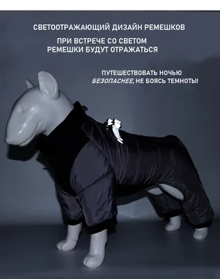Плакат BulbaCraft Животные купить по выгодной цене в интернет-магазине OZON  (962460391)