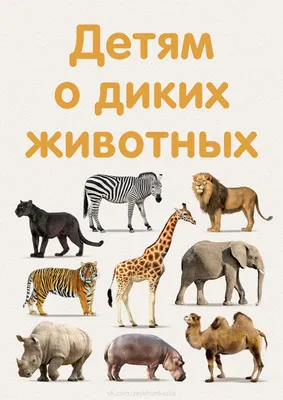 Знакомим детей с дикими животными жарких стран - Познавательное развитие -  Методические рекомендации - Каталог файлов - ПЕДКАБИНЕТ