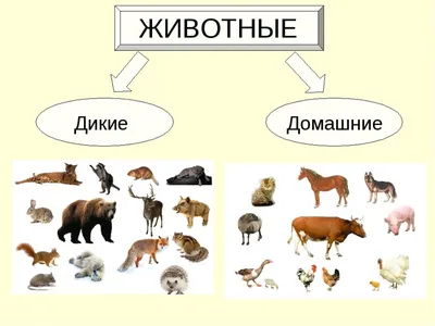 Дикие животные зимой. Зимовье зверей - Лучшее - Страница 4. Воспитателям  детских садов, школьным учителям и педагогам - Маам.ру