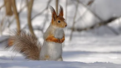 Зимний лес с животными (Много фото) - treepics.ru