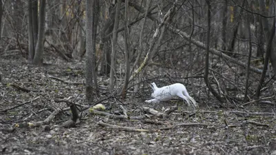 Животные В Лесу Зимой В Наварре — стоковые фотографии и другие картинки Без  людей - Без людей, Белый, Ветвь - часть растения - iStock