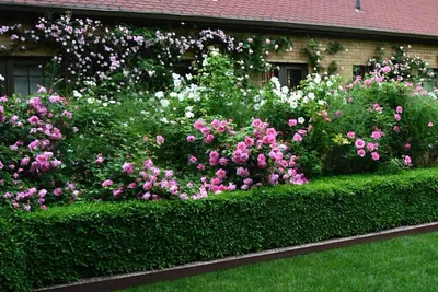 Как создать уютный уголок в вашем саду: фото Живых Изгородей