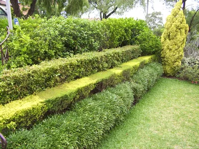 Как сделать свой сад более комфортабельным: изображение Живых Изгородей