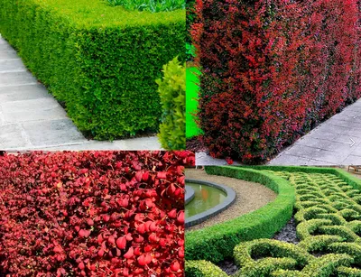 Живые Изгороди: фото, которое поможет создать уютную атмосферу в вашем саду