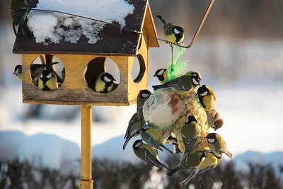 Жизнь птиц зимой картинки фотографии