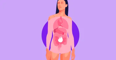Желудочнокишечный Тракт — стоковые фотографии и другие картинки 2015 -  2015, Анатомия, Внутренний орган человека - iStock