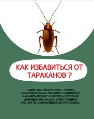 И лапки в доме не будет: чего боятся тараканы больше всего - Главред