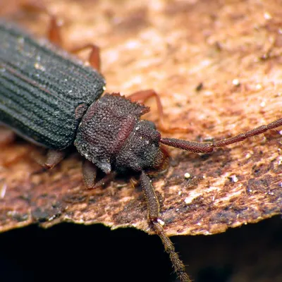 Короед: описание жука, как выглядит, как избавиться в деревянном доме,  методы борьбы