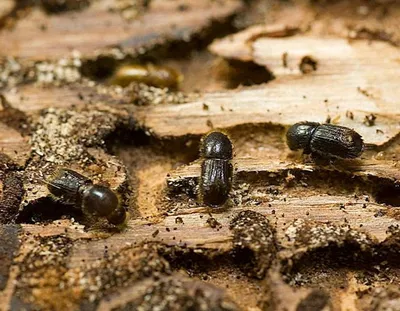 Жук короед - как избавиться от жука в саду и доме