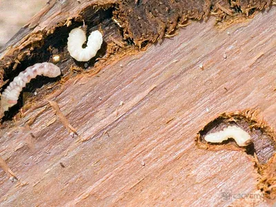 Какие жуки могут жить в деревянном доме. Виды - Дезцентр-Русь