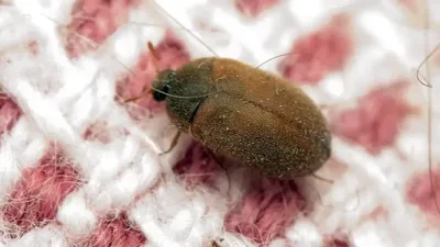 Как избавиться от жука-короеда и других вредителей в квартире? Лайфхаки от  специалиста | bobruisk.ru