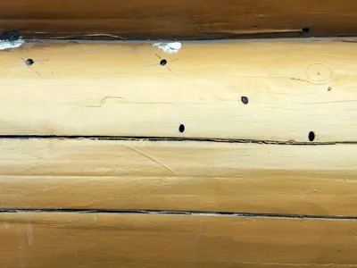 Как защитить деревянный дом от жуков – вредителей?