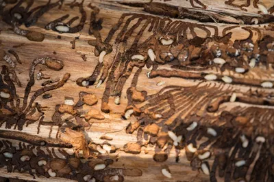 Как избавиться от жуков короедов в деревянной бане? - ООО \"Дезцентр-Русь\" -  Нефтекамск