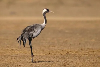 Зачем танцуют журавли: что известно о редких птицах (фото) | Пикабу