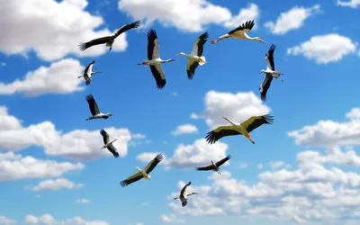 Журавлиная идиллия: фотограф «Комсомолки» снял птиц, которые создают пары  на всю жизнь - KP.RU
