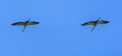 стая перелетных птиц летящих в голубом небе журавли мигрирующие и летящие в  форме буквы V журавли мигрируют из латвии на юг в осенний сезон стая  перелетных птиц на фоне голубого неба Фото