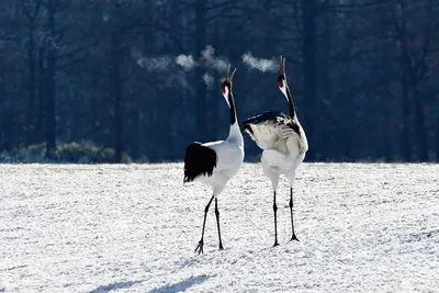 Фотографии Птицы Журавли Grey Crowned Crane Клюв животное