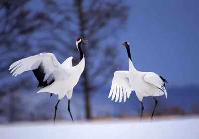 Журавли улетают — к непогоде? Эстонский природовед рассказывает о птицах,  которые часто связываются с народными приметами - Delfi RUS
