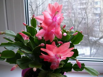 Schlumbergera truncata | Шлюмбергера усечённая [syn. Zygocac… | Flickr