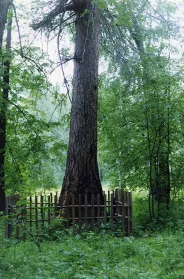 Часовня Николая Чудотворца, Сосновка (Зилаирский район), фотография. фасады