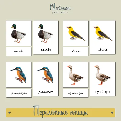 Bird Desktop Европейский Робин, Птица, животные, певчая птица png | PNGEgg