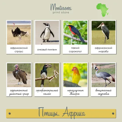 Несколько интересных видов птиц, прилетающих в города зимой | Пикабу