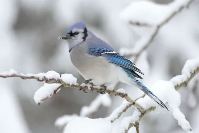 Красивые птицы зимой - красивые фото