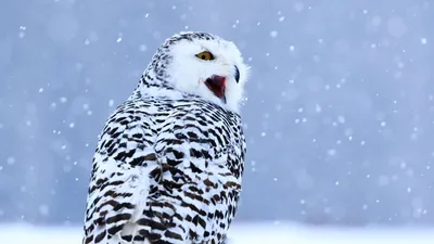 Скачать 1920x1080 сова, белая сова, полярная сова, птица, снег, зима обои,  картинки full hd, hdtv, fhd, 1080p