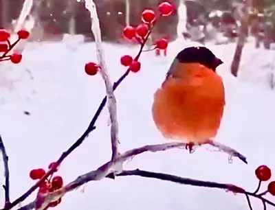 Зимние рисунки птички - 52 фото
