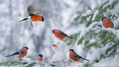 Картинки фото, птицы мира, снегири, снегирь, зима, елка, снег, полет,  снеговик - обои 1920x1080, картинка №206715
