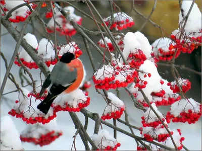 Биотехния в заказнике \"Кирзинский\" помогает птицам пережить зиму | Русское  географическое общество