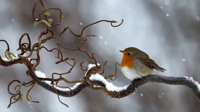 Сейчас вылетит птичка!. Посмотрите на фотографии с конкурса Bird  Photographer of the Year